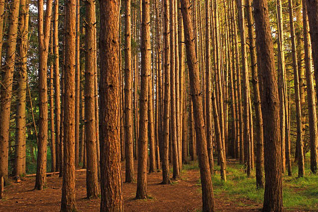 reforestation de l'industrie papetière